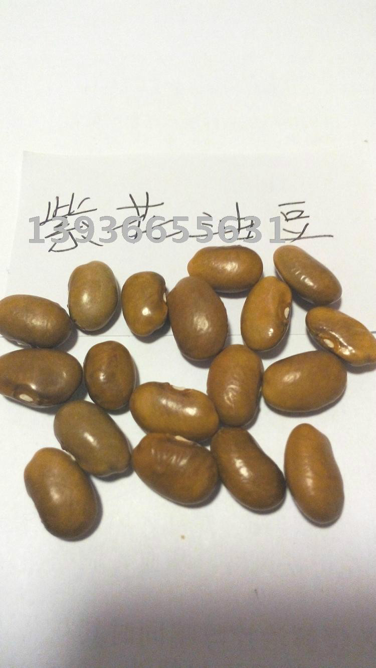 批發東北油豆角種子豆角種籽量大優惠