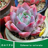 Шесть или шесть семян мяса [10 зерна примитивных Corolla+ Echeveria colorata] Цветочные семена