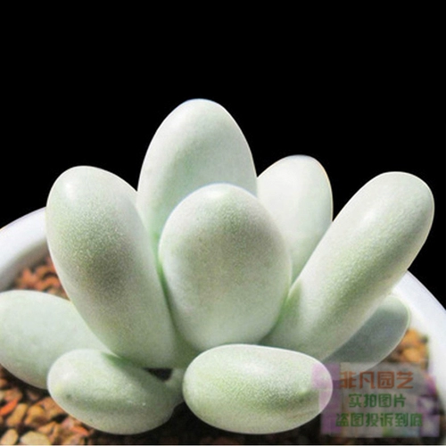 Xiong Tongzi Новая взрывооткат из свинины сочные растения комбинация