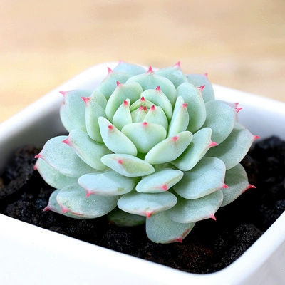 Xiong Tongzi Новая взрывооткат из свинины сочные растения комбинация