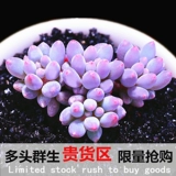 Полигональная старая куча Новое сочное растение зеленые посадки горшечные растения комбинированные комнаты Супер милые сочные мясо без мяса.