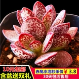 Бонус, сочные растения в сочетании с горшечными детскими пальцами супер милые, сочные цветочные цветы новые модели с горшками