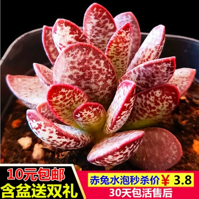 Бонус, сочные растения в сочетании с горшечными детскими пальцами супер милые, сочные цветочные цветы новые модели с горшками