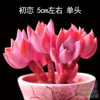 Светло-фиолетовый