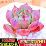 Бонус, сочные растения в сочетании с горшечными детскими пальцами супер милые, сочные цветочные цветы новые модели с горшками