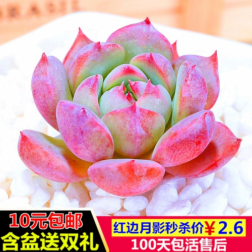 Бонус, сочные растения в сочетании с горшечными детскими пальцами супер милые, сочные цветочные цветы новые модели с горшками