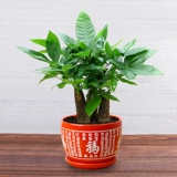 Корта для дерева