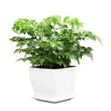 Счастливое дерево маленькое богатое дерево мирное дерево зеленое растение офисное зеленое растение цветок комнатное растение растение в горшке поглощает формальдегид