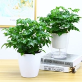 Счастливое дерево маленькое богатое дерево мирное дерево зеленое растение офисное зеленое растение цветок комнатное растение растение в горшке поглощает формальдегид