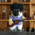 Quần áo chó mèo quần áo cho thú cưng chơi guitar hóa ra lại vui nhộn Teddy Bargo hơn gấu xuân hè - Quần áo & phụ kiện thú cưng