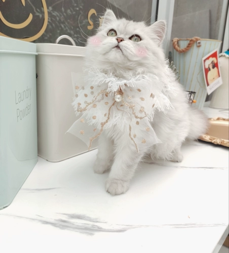 Брендовый нагрудник, шарф, галстук-бабочка, колокольчик, слюнявчик, чокер, аксессуар, домашний питомец, кот