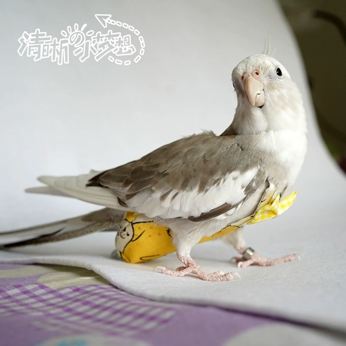 2023 Попугающие птицы с мочой и без влажного, головоломка, пиони -дерьмо, летающий сервис двойной регулируемый и повторяющаяся одежда