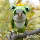 Чистый домашний попугай птица Xuanfeng осенью и зимняя густая теплая одежда Летающая одежда толстовка толстовка капюшона.