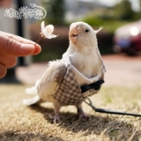 Чистая домашняя птица одежда попугай домашние животные весна и осенняя куртка маленькие платья.