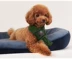 Dog khăn bib vật nuôi cung cấp đồ trang sức quần áo Teddy luật schnauzer - Quần áo & phụ kiện thú cưng
