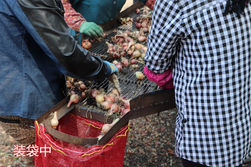 2020 Аутентичные северо -восточные огненные склеины Специальные продукты Свежие сухой лук