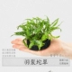 1 坨 蓑 蓑 1