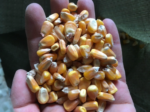 Самонопроизводимые чистые зерновые гранулы питайте курицу корм.