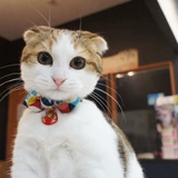 Marukumaru Japan Kazakhstan Amo.k Cat большой принесите дхарму подвеску для питомца