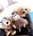 Chó đồ chơi plush vocal pet gối puppy cat mol cắn jinmaotaidi puppies puppies nguồn cung cấp do choi cho meo Mèo / Chó Đồ chơi