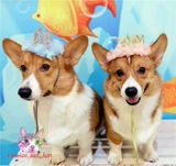 Вечеринка на день рождения домашнего дня Корона и Королева Королева Королева Корона Мученинг Взрослые дети могут носить кружевные розовые кепки