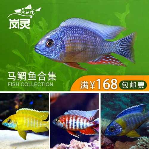 Sanhu Cichlid Sea Bea Beast Live Porstaa азиатская золотая павлина тропическая рыба декоративная рыба бесплатная доставка