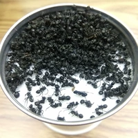 Юньнан Веншан предложил черные шипы, сушеные муравьи, лапша, какао -вино, выбранный бутик 250 г физического магазина бесплатная доставка