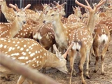 Таблетка Meihua Deer рога, воск, все талия, красная порошка кровь таблетки подлинный бархатный фиш