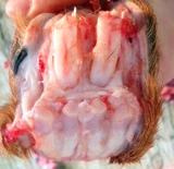 Синь Дади Джилин Квалил Штану потирает бедро свежий олень