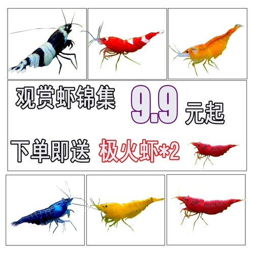 Кровавая креветка Fun Fun Xiangbu Practice Practice Crimp  鹣 鹣 鹣 鹣 血 血 血 血 血 鹣 鹣 鹣 鹣 鹣 鹣 鹣 鹣 鹣 鹣 鹣 鹣