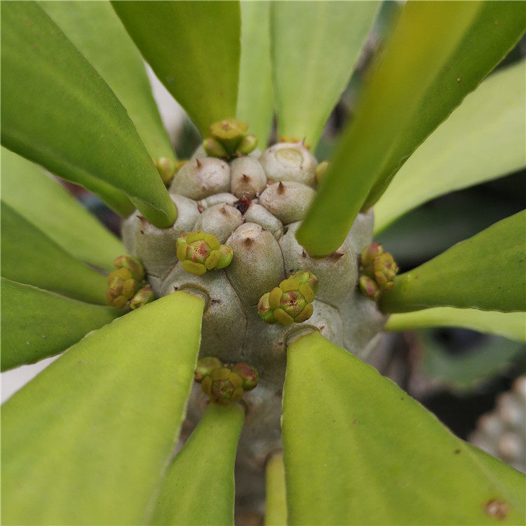 扇贝麒麟大型沙漠植物贝信麒麟柱形大戟科高度1.5米室内沙漠景观