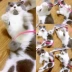 Tinh tế tay- cảm giác lông thỏ con chó đuôi cỏ buồn cười mèo thanh vật nuôi vui mèo cực đồ chơi tương tác mèo đồ chơi mèo cung cấp c những đồ chơi cho chó	 Mèo / Chó Đồ chơi