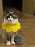 Кошка Элизабет Круг Корт мягкая собака Крип Кольцо кольцо кольцо кольцо Izabeth Circle Elisha White Circle Licking Holders