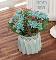 Blue Star Flower+Blue Bottle