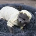 Bộ đồ ngủ bằng vải bông cho chó mèo quần áo mùa thu và mùa đông tải Teddy VIP hơn gấu chiến đấu với quần áo trùm đầu - Quần áo & phụ kiện thú cưng