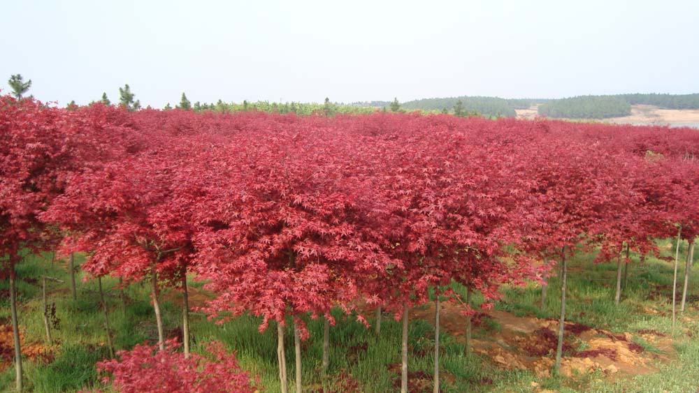 嫁接苗 日本紅楓 美國紅楓 行道樹苗 綠化苗木 紅楓小苗 工程佔地