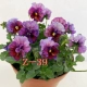 Z39 Purple Rice Gradient 100#маленькие саженцы горшки