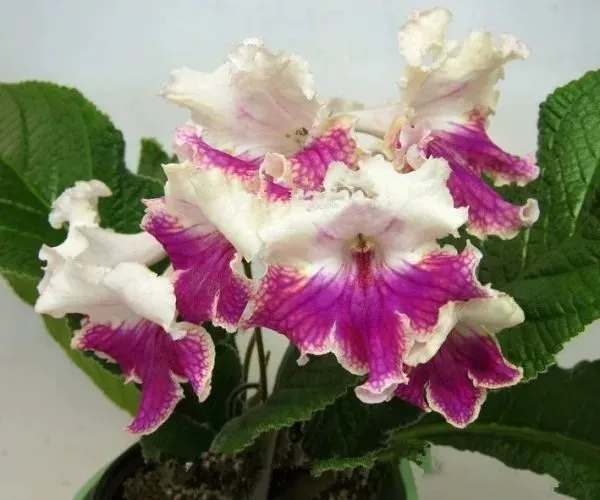 Русская orchid лёгкий ветерок ветерок ветерок