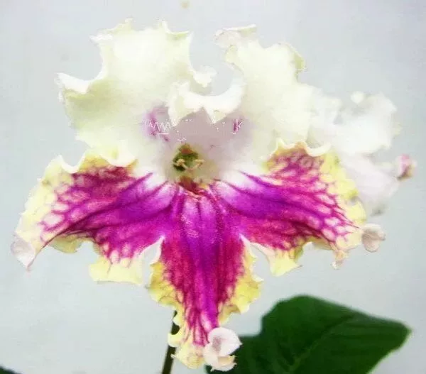 Русская orchid лёгкий ветерок ветерок ветерок