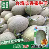 Синьцзян Кантелупа семян семян семян семян семян и дынями супер сладкий весенний сезон