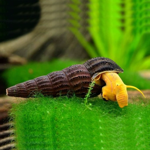 Surawishi Snails Orange Rabbit Snailts Смотрение улитки улитка
