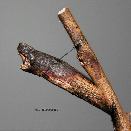 BetterFrame Butterfly Live Butterfly Bidge Butterfly Broken Matsus matsus шелковидный червя, детский силог яйца шелкота