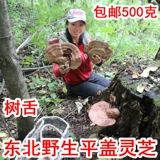 Чанбайская гора дикая ганодерма 500g pingjie ganoderma сухой товары Северо -восточное дерево Тонгжи Ганодерма Lucidum ganoderma lucidum может только нарезать порошок