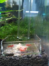 Автоматическая кормушка для рыб 水晶虾观赏虾喂食管 水晶玻璃喇叭口投食管