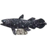 Full 68 Mô hình giấy thủ công 3D DIY thế giới dưới nước coelacanth với mô tả giấy mô hình gấp giấy 3d	