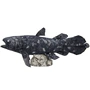 Full 68 Mô hình giấy thủ công 3D DIY thế giới dưới nước coelacanth với mô tả giấy mô hình gấp giấy 3d	