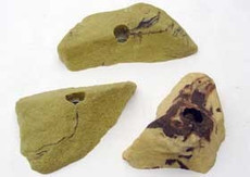 скальный крюк 攀岩点/攀岩石/仿岩石攀岩点/娱乐点/支点/抓手/大号点