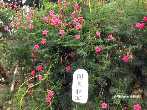 Yuye 羽 Семена, виноградные цветы, позы, семена подсолнечника, четыре сезона, крытые и открытые виноградные лозы, пять семян цветов.