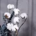 Hoa khô tự nhiên trang trí nội thất hoa vĩnh cửu phòng khách con lắc bó hoa văn phòng mô phỏng hoa bông khô - Hoa nhân tạo / Cây / Trái cây
