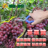 Ножницы для фруктов собирают фруктовые срезанные виноград, нарезанный сад с фруктами, режут и режущие овощи, сборы и режущие инструменты для садоводства